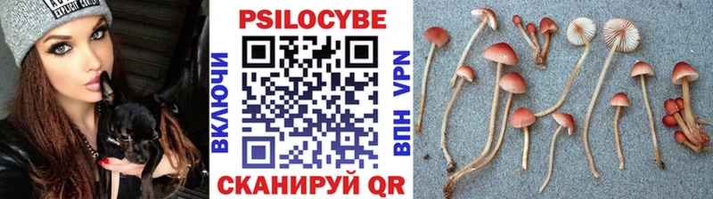Галлюциногенные грибы Psilocybine cubensis Красавино